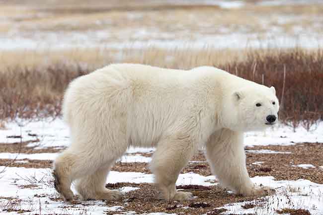 Charter Flights To Churchill